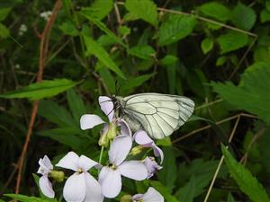 Imágo monitorovaného druhu Parnassius mnemosyne na TML_ParnMnem_012 samec