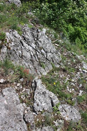 Záber na monitorovaný biotop.