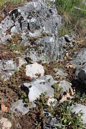 Záber na monitorovaný biotop.