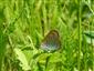 Lycaena dispar NATURA 2000 na TML_ColiMyrm_007