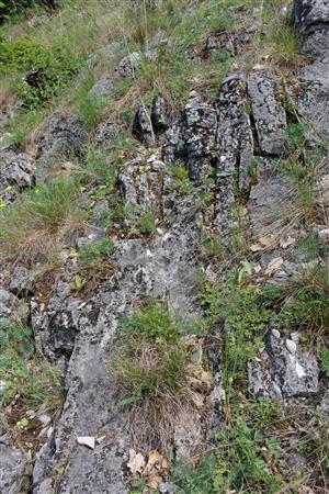 Záber na monitorovaný biotop. 