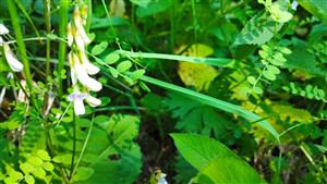 Foto živnej rastliny cieľového druhu: Lathyrus niger (hrachor čierny).