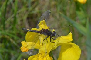 samec L. pectoralis