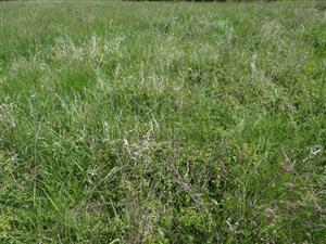 Pohľad do interiéru porastu - viacročná starina