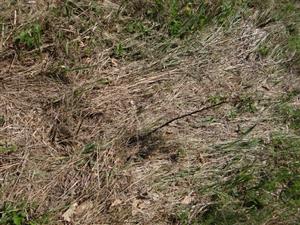 pohľad na pomulčovaný trávnatý a krovinový porast počas apríla (preverované u miestnych)