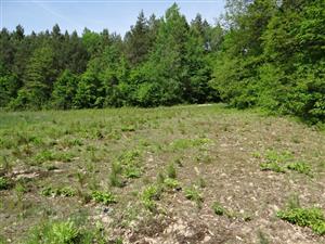 Pohľad na xerotermné pioniesrske spoločenstvá, obnaženú pôdu v severozápadnej časti TML