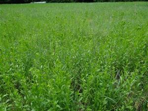 Detailný pohľad na vegetáciu