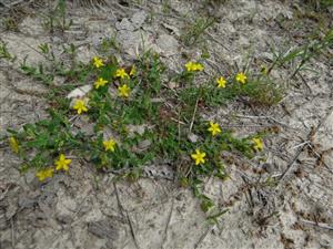 Hypericum humifusum na okraji TML_6510_119