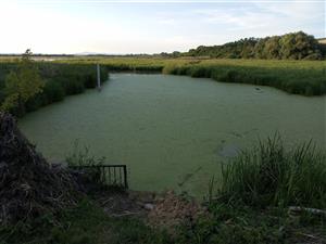 Pohľad na JV rameno Žitavy a mokrade, TML Žitavský luh, biotop Bufo viridis, foto: 15.6.2022, J.Lengyel.