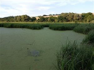 Pohľad na JV časť TML Žitavský luh, biotop Bufo viridis, foto: 15.6.2022, J.Lengyel.