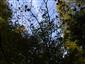Lipovo-javorové sutinové lesy (8.10.2013)