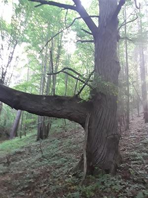 cenný strom
