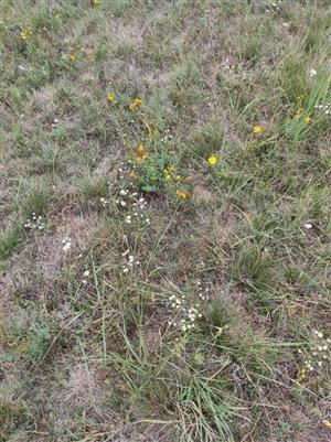 Detail porastu na TML_6510_118