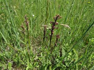 Orchis morio na TML_6510_109