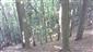 Lipovo-javorové sutinové lesy (15.6.2022)