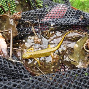 Triturus montanus samica s vajíčkami