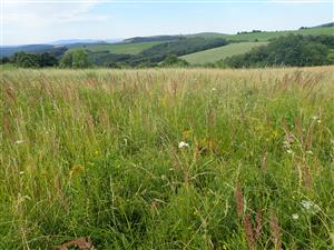 Pohľad do porastu - Calamagrostis epigejos