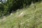 Porast Stipa joannis v biotope Tr5
