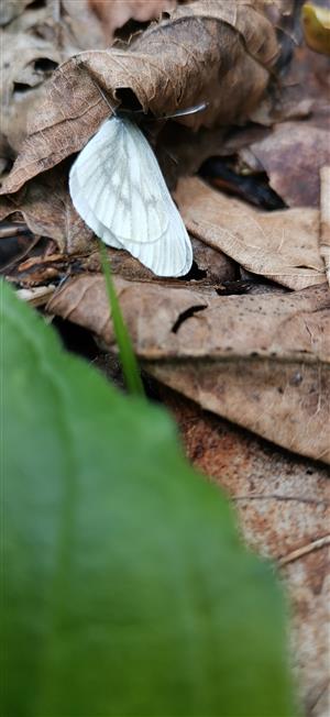 foto cieľového druhu