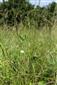 Trifolium striatum v poraste
