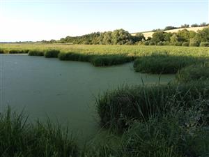 Pohľad na JV časť TML Žitavský luh, TML Hyla arborea, foto: 23.6.2022, foto: J.Lengyel. Biotop Hyla arborea.