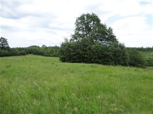 Pohľad na TML_6510_092 so solitérom duba s krovinovým podrastom