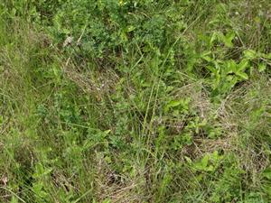 Pohľad do interiéru porastu - nahromadená starina, nekosené