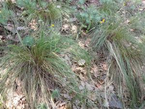 Trsy Stipa tirsa s Inula oculus-christi