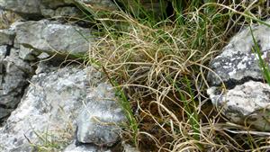 Carex rupestris na lokalite