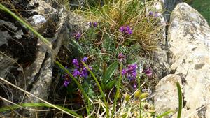 Oxytropis carpatica