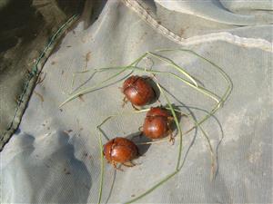 Bolbelasmus unicornis