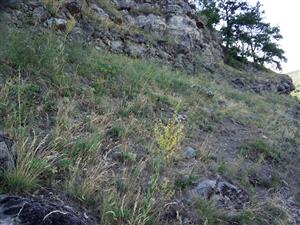 Porast Festuca pseudodalmatica s Verbascum lychnitis. V poraste sú erodované plochy, ktoré vznikajú zdupaním zverou