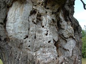 Cerambyx cerdo (pobytové znaky)