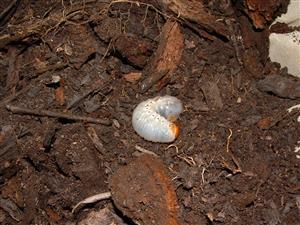 Osmoderma eremita