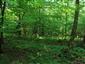 Eurosibírske dubové lesy na spraši a piesku (18.7.2013)