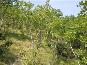 typický biotop na TML, zarastanie vysadeným jaseňom mannovým a inými druhmi drevín