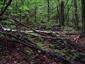 Lipovo-javorové sutinové lesy (3.10.2013)
