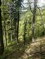 Javorovo-bukové horské lesy (21.5.2014)
