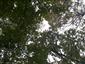 Teplomilné panónske dubové lesy (15.10.2014)