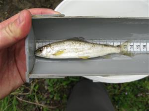 Thymallus thymallus