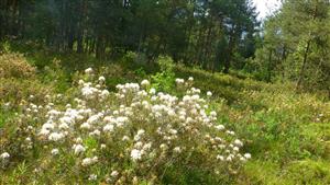 Ledum palustre