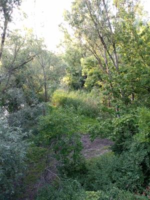 Pohľad na časť TML Alúvium Starej Nitry, inundácia rieky, mokrade s porastami tŕstia, biotop B.viridis, foto: 29.6.2022, J.Lengyel.