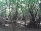 Eurosibírske dubové lesy na spraši a piesku (20.5.2022)
