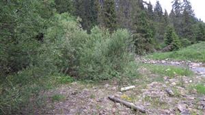Celkový pohľad na porasty s vŕbou sivou v rôznom sukcesnom štádiu, vrátane slabo vyvinutej vegetácie štrkových lavíc (pod)horských tokov.