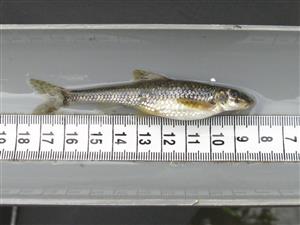 Gobio kessleri