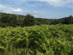 Zarastanie biotopu papraďou Pteridium aquilinum