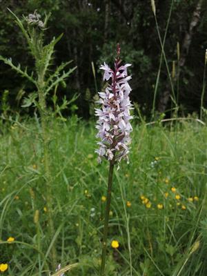 Orchidea Dactylorhiza fuchsii subsp. sooiana