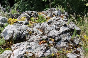 Záber na monitorovaný biotop.