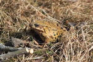 Rana temporaria (foto z predchádzajúcich rokov)