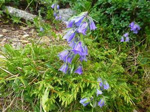 Campanula alpina v Juniperus sibirica